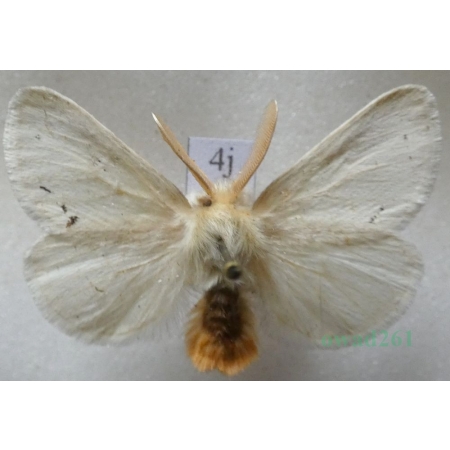 Euproctis chrysorrhoea (Linnaeus, 1758) male Kuprówka rudnica Czech4j